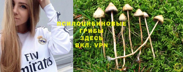 стафф Арсеньев